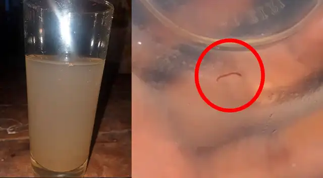 Denuncian presencia de gusanos y larvas en el agua potable Denuncian presencia de gusanos y larvas en el agua potable