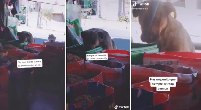 El perrito aprovechó el descuido de la mujer. El perrito aprovechó el descuido de la mujer.