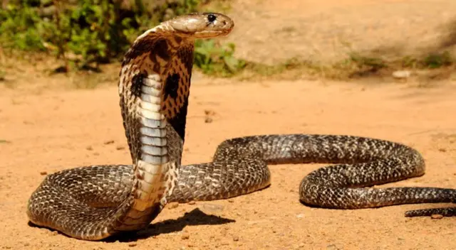 El reptil que se observa en el video viral es una cobra rey. El reptil que se observa en el video viral es una cobra rey.