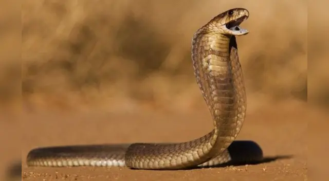 El reptil que se observa en el video viral es una cobra rey. El reptil que se observa en el video viral es una cobra rey.