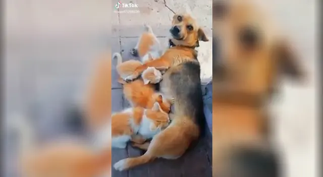 Perrita y sus cachorros adoptivos.