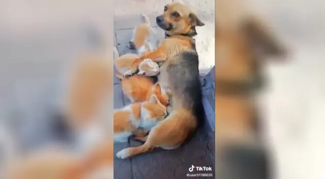 Perrita y sus cachorros adoptivos.