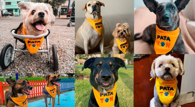 Puedes realizar tus donaciones virtuales por medio de diversos canales de ayuda como PLIN o YAPE al número 995086343.