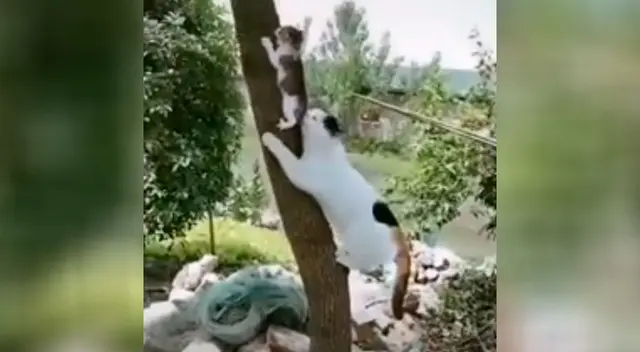 Gatita rescata a su cría cuando el pequeño se encontraba en peligro Gatita rescata a su cría cuando el pequeño se encontraba en peligro