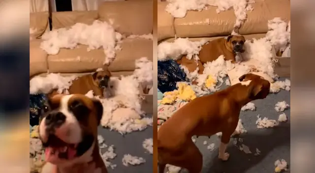 La travesura de estas perritas ha causado la risa todos los usuarios de YouTube.