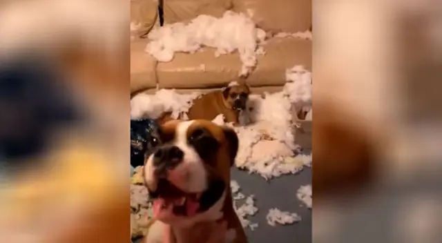 La travesura de estas perritas ha causado la risa todos los usuarios de YouTube.