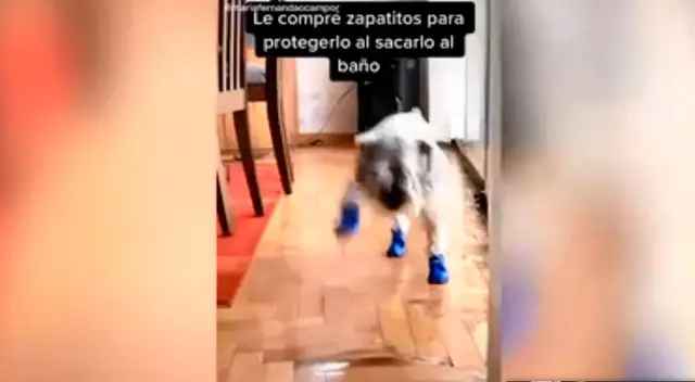 Perrito y sus pasos chistosos al momento de caminar. Perrito y sus pasos chistosos al momento de caminar.