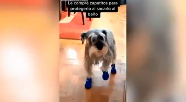 Perrito es la sensación en TikTok. Perrito es la sensación en TikTok.