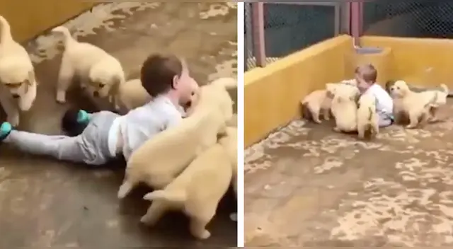 La travesura de los cachorros con el pequeño desató la risa de miles en las redes sociales.