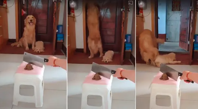 La perrita sacando a su cachorro de la escena del crimen inventado por su dueña. La perrita sacando a su cachorro de la escena del crimen inventado por su dueña.