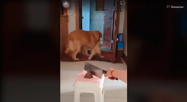 La perrita sacando a su cachorro de la escena del crimen inventado por su dueña. La perrita sacando a su cachorro de la escena del crimen inventado por su dueña.