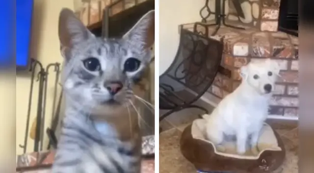 La peculiar travesura del minino causó sensación en las redes sociales. La peculiar travesura del minino causó sensación en las redes sociales.