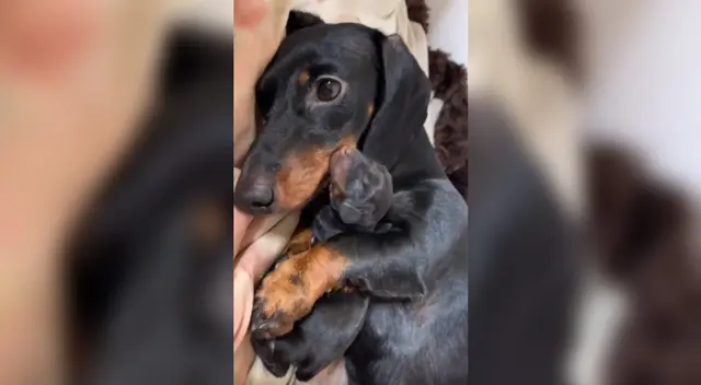 Tierna perrita de raza 'salchicha' lleva a su cachorro a la cama de su dueña para presentarlo. Tierna perrita de raza 'salchicha' lleva a su cachorro a la cama de su dueña para presentarlo.