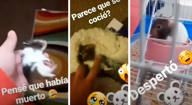 Joven pensó que su hámster estaba muerto cuando en realidad estaba hibernando Joven pensó que su hámster estaba muerto cuando en realidad estaba hibernando