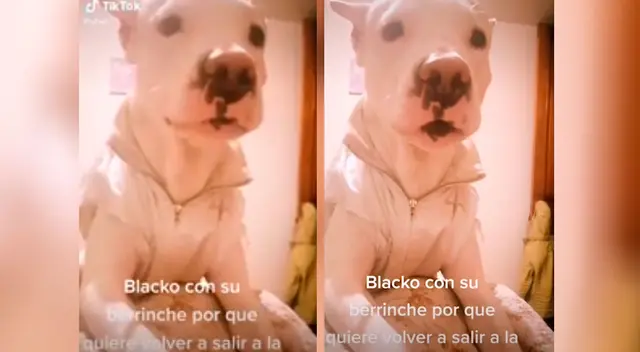 Perrito hace berrinche al escuchar que su dueña le dice que “no” va a salir