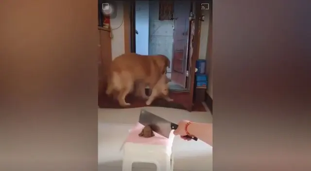 El instinto materno de esta perrita hizo que saque a su cachorro a como dé lugar de la escena para protegerlo del peligro. El instinto materno de esta perrita hizo que saque a su cachorro a como dé lugar de la escena para protegerlo del peligro.