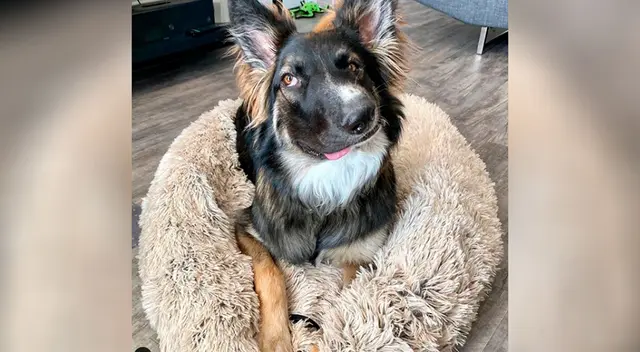 Brodie, el perrito que encanta a todos en Instagram con su peculiar belleza