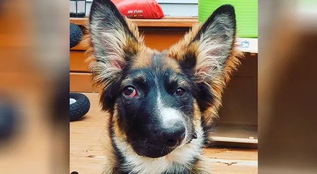 Brodie, el perrito que encanta a todos en Instagram con su peculiar belleza