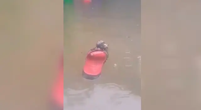 La pequeña rata flotando sobre la sandalia roja. La pequeña rata flotando sobre la sandalia roja.