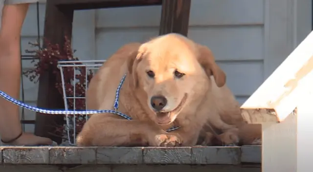 Una usuaria de TikTok compartió su clip y dejo sorprendidos a todos por la reacción que provocó en su cachorrito. Una usuaria de TikTok compartió su clip y dejo sorprendidos a todos por la reacción que provocó en su cachorrito.