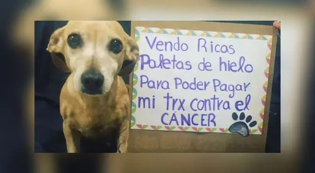 Perrito vende helados y cubrebocas para pagar su tratamiento contra el cáncer. Perrito vende helados y cubrebocas para pagar su tratamiento contra el cáncer.