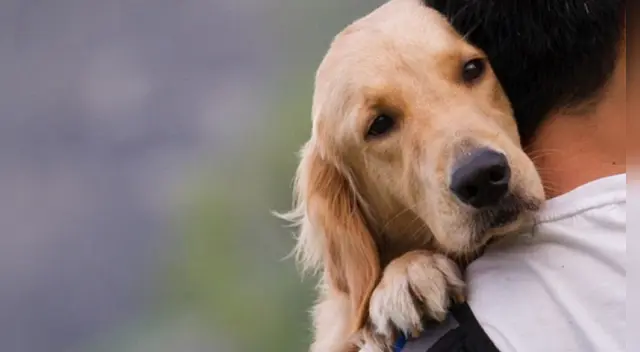 Un video viral muestra a un tierno perrito haciendo su berrinche porque quiso salir nuevamente a la calle. Las imágenes se volvieron tendencia en Facebook.