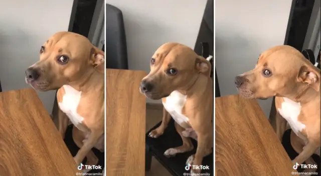 La reacción del perrito sorprendió a más de uno. La reacción del perrito sorprendió a más de uno.