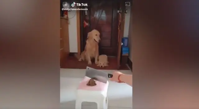 En el video de TikTok se observa que la perrita tiene rápida reacción cuando ve a su dueña con un machete. En el video de TikTok se observa que la perrita tiene rápida reacción cuando ve a su dueña con un machete.