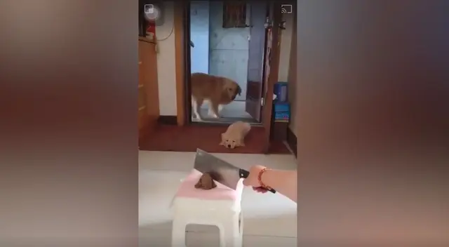 Dueña hizo que su mascota de raza Golden Retriever pasara por un momento de tensión al asustarla con un machete. Dueña hizo que su mascota de raza Golden Retriever pasara por un momento de tensión al asustarla con un machete.