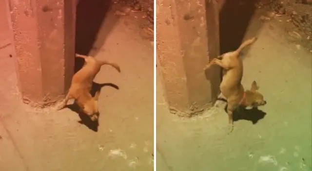 El divertido perrito ha sorprendido a miles en TikTok. El divertido perrito ha sorprendido a miles en TikTok.