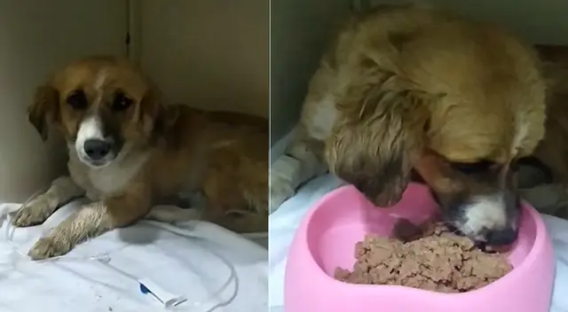 La agresión contra "Reyna" se hizo viral en redes sociales.