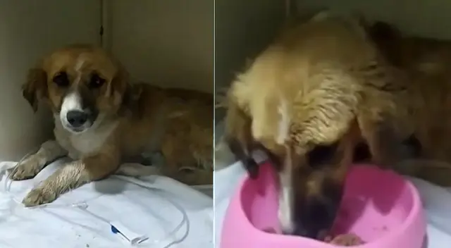 La agresión contra "Reyna" se hizo viral en redes sociales.