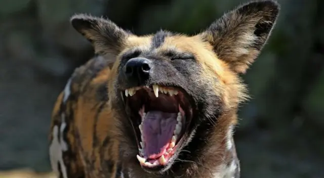 El perro salvaje burló a un grupo de leones. El perro salvaje burló a un grupo de leones.