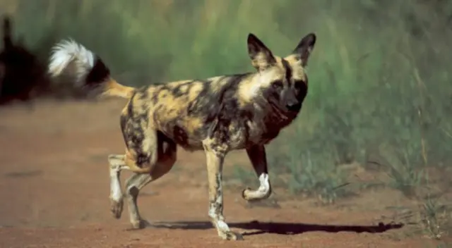 El perro salvaje burló a un grupo de leones. El perro salvaje burló a un grupo de leones.