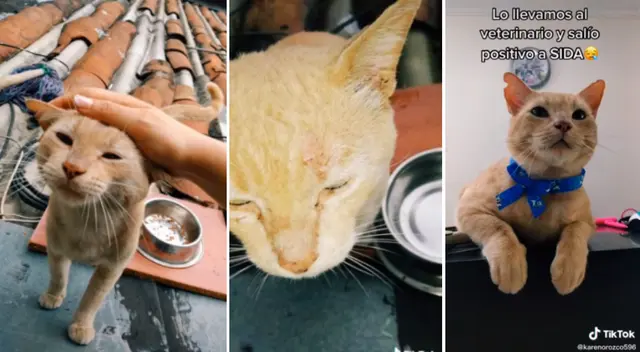 Los veterinarios recomendaron la eutanasia para el indefenso animal.