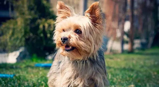 El clip se volvió viral en redes sociales por la curiosa reacción del pequeño cachorro.