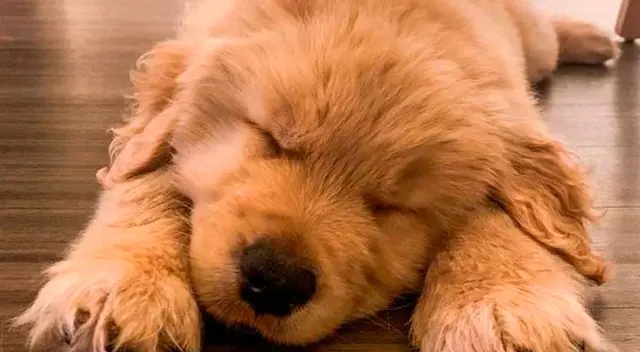 Cachorro descubre la manera de tomar agua sin tener que levantarse del piso