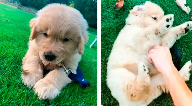 Cachorro descubre la manera de tomar agua sin tener que levantarse del piso