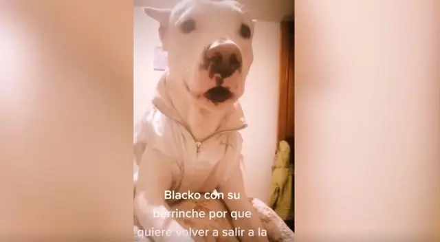 Una mascota se convirtió en protagonista de un clip viral por reaccionar rápidamente ante la negación de su dueña.