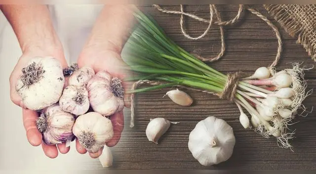 Cómo cultivar ajo en casa Cómo cultivar ajo en casa