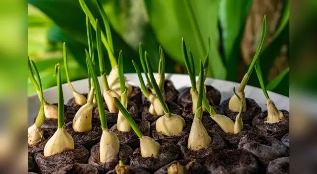 Aprende a cultivar ajo en casa Aprende a cultivar ajo en casa