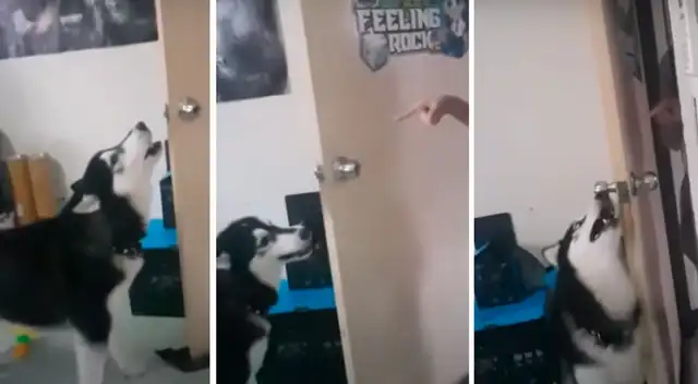 Perrito se revela contra la novia de su dueño y escena se vuelve viral Perrito se revela contra la novia de su dueño y escena se vuelve viral