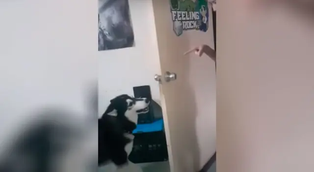 Perrito se revela contra la novia de su dueño y escena se vuelve viral Perrito se revela contra la novia de su dueño y escena se vuelve viral