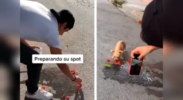 Miles de usuarios han quedado sorprendidos con el talento del joven a la hora de fotografiar a su cachorra.