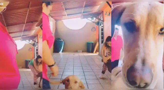 El comportamiento del can desató la risa de miles de usuarios en las redes sociales. El comportamiento del can desató la risa de miles de usuarios en las redes sociales.