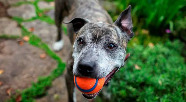 No interrumpas sus horas de sueño y dales mucho afecto, eso ayuda. No interrumpas sus horas de sueño y dales mucho afecto, eso ayuda.