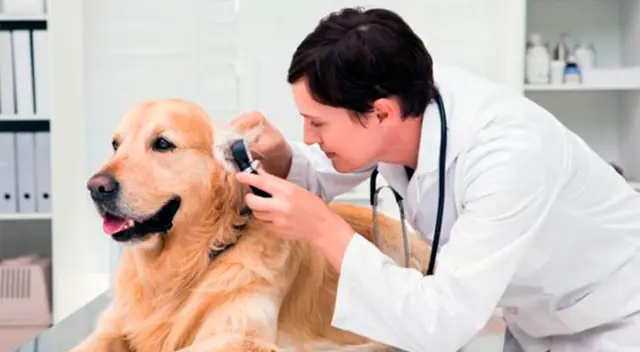 No interrumpas sus horas de sueño y dales mucho afecto, eso ayuda. No interrumpas sus horas de sueño y dales mucho afecto, eso ayuda.