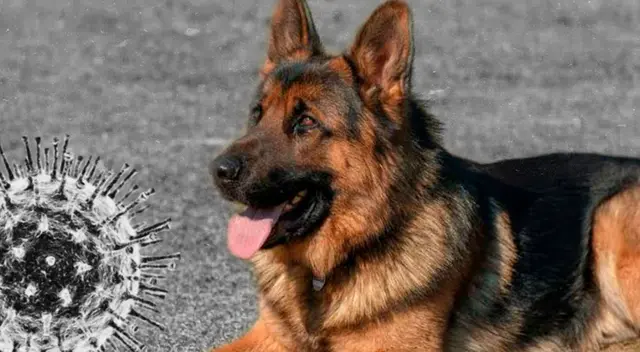 El primer perro en dar positivo al coronavirus murió en Estados Unidos El primer perro en dar positivo al coronavirus murió en Estados Unidos