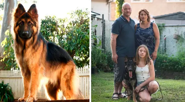 El primer perro en dar positivo al coronavirus murió en Estados Unidos El primer perro en dar positivo al coronavirus murió en Estados Unidos