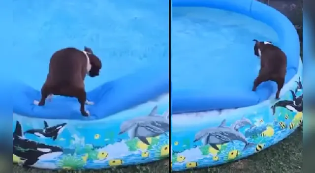 La divertida escena causó sensación en las redes sociales.